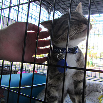 Cat for Adoption at BBMHR Event at PetSmart