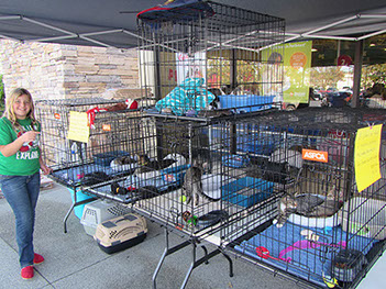 PetSmart Cat Rescue Adoption Event