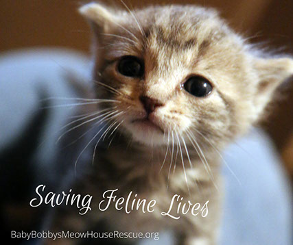 Saving Feline Lives Cute Gray Kitten Rescue Photo