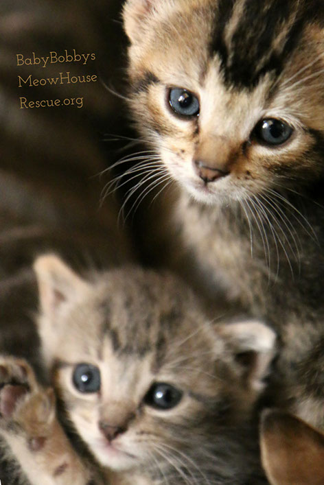 Cute Tabby Kittens Photograph